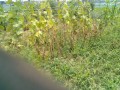 IMG_20250702_110229