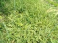 IMG_20250704_105822