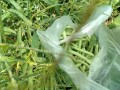 IMG_20250704_112358