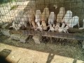 IMG_20250705_082616