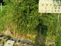 IMG_20250707_060430