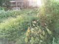 IMG_20250707_174016