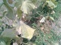 IMG_20250710_104613