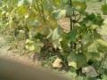 IMG_20250710_110326