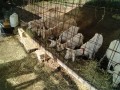 IMG_20250715_074246