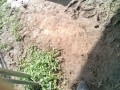 IMG_20250715_074259