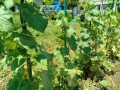 IMG_20250715_114303