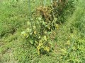 IMG_20250715_114327