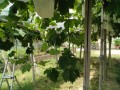 IMG_20250718_122542