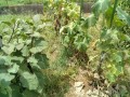 IMG_20250718_124013