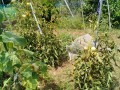 IMG_20250718_124015