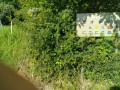 IMG_20250720_072833
