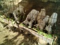 IMG_20250720_073300