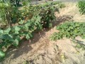 IMG_20250720_165051