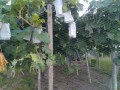 IMG_20250725_191056