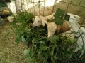 IMG_20250727_093340