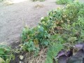 IMG_20250730_175021