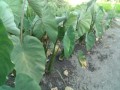 IMG_20250730_175034