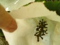IMG_20250731_115230