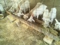 IMG_20250804_074657