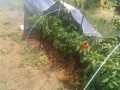 IMG_20250806_112112