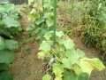 IMG_20250810_100024