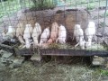 IMG_20250811_083453