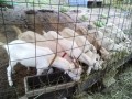 IMG_20250811_083516