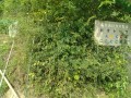 IMG_20250815_091636