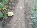 IMG_20250930_120529