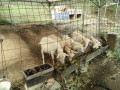 IMG_20251006_091642