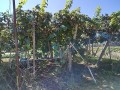 IMG_20251006_103147