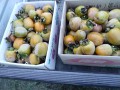 IMG_20251009_150839