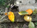 IMG_20251015_104213