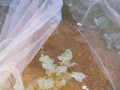 IMG_20251016_173116