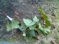 IMG_20251016_173152