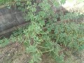 IMG_20251018_103525