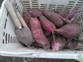 IMG_20251020_115348