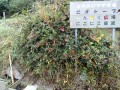 IMG_20251026_090727