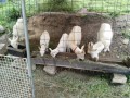 IMG_20260503_090926