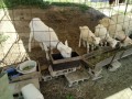 IMG_20260511_083301
