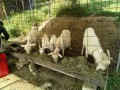 IMG_20260516_082017