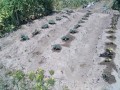 IMG_20260516_102933