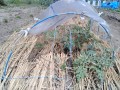 IMG_20260516_102952