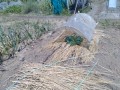 IMG_20260516_103009