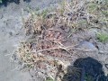 IMG_20260516_103033