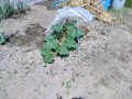 IMG_20260516_103102