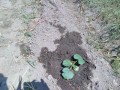 IMG_20260516_103104