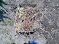 IMG_20260516_115755