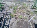 IMG_20260516_115803
